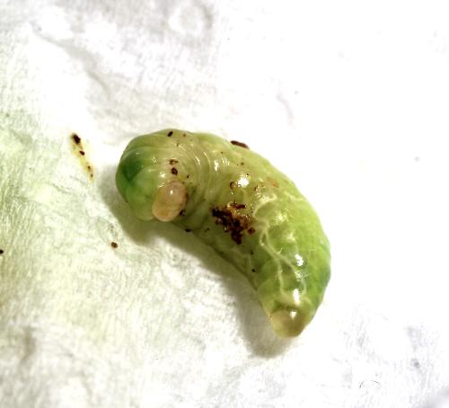 Eumenes sp.